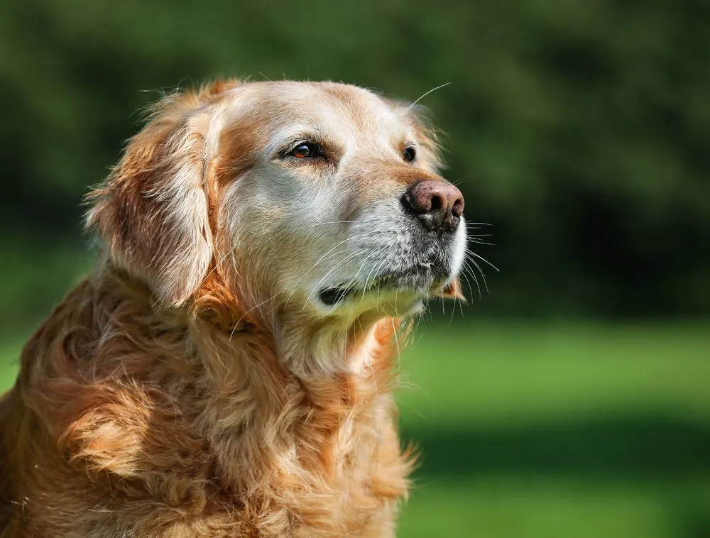 Senior golden retriever with a grey muzzle sitting outdoors