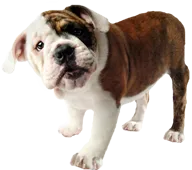 English bulldog puppy