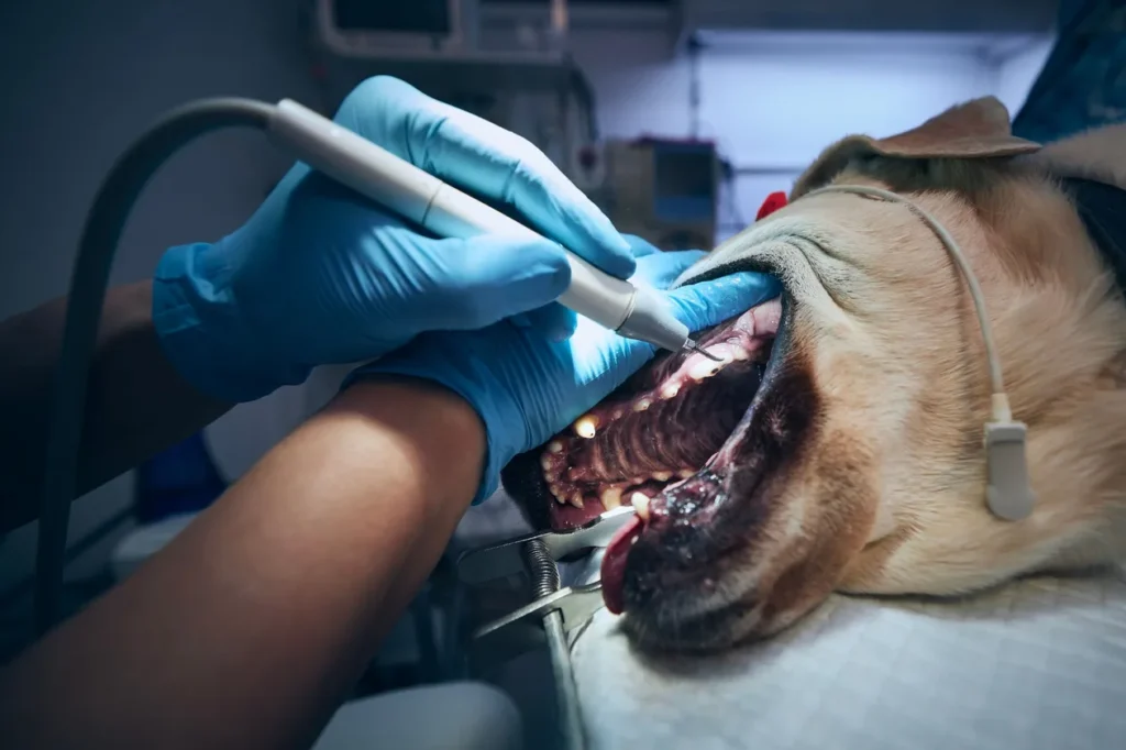 Veterinarian performing a dental cleaning on a dog