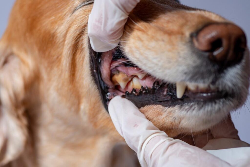 Veterinarian checking a dog's teeth and gums