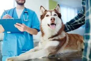 Veterinarian with a clipboard examining a husky on an exam table
