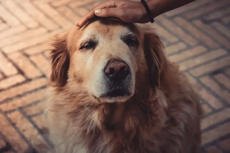 Owner petting an older golden retriever