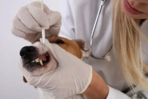 Veterinarian checking a dog's teeth