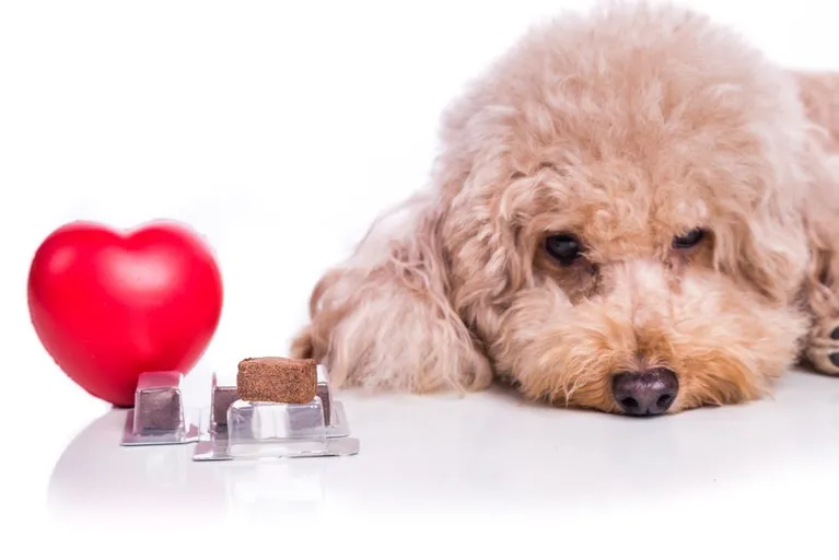 Heartworm Prevention