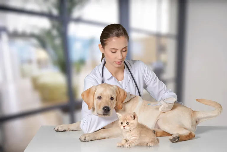 How Often Do Pets Need a Wellness Exam?