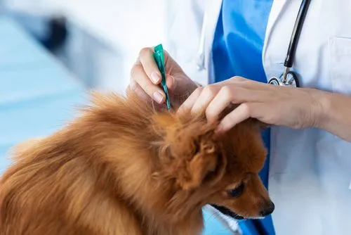 Veterinarian applying flea and tick treatment to a Pomeranian
