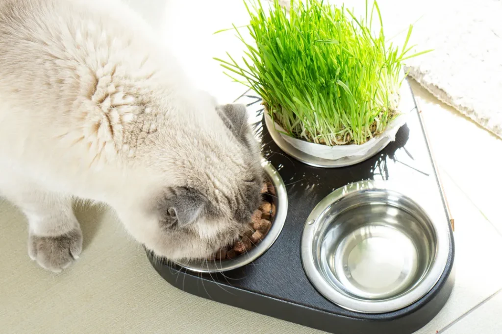 Pet eating from a food bowl next to a pot of fresh grass