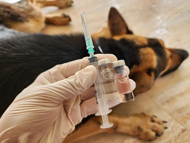 Veterinarian preparing a vaccine next to a German shepherd