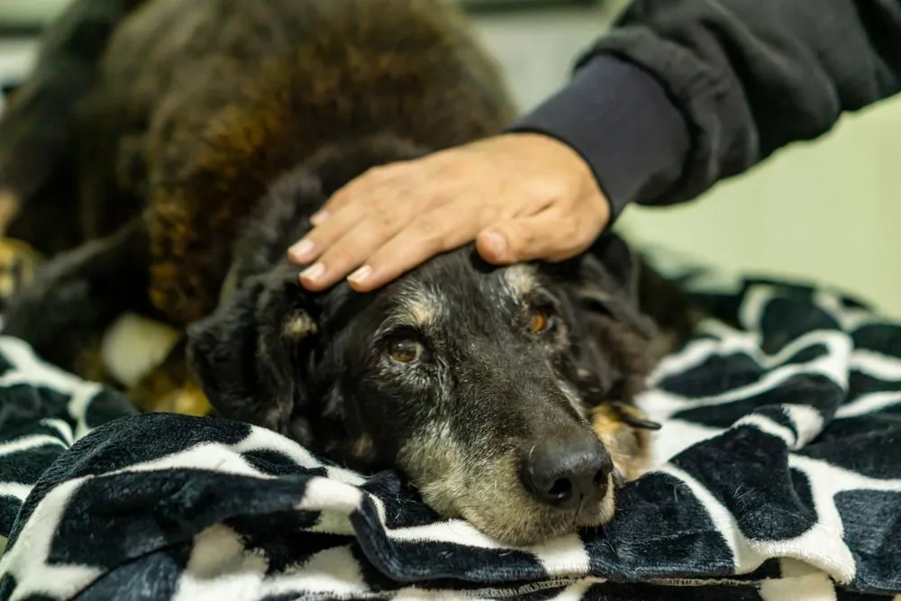 Owner comforting an elderly black dog resting on a blanket