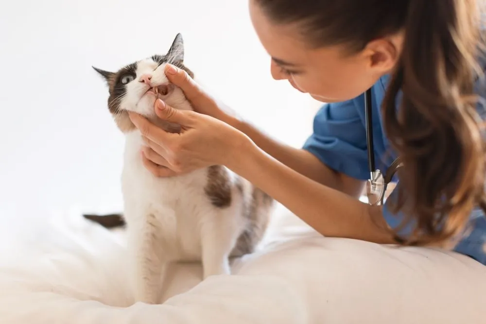 Veterinarian checking a cat's teeth