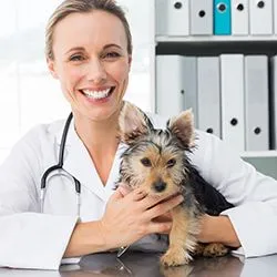 Veterinarian holding a Yorkshire terrier