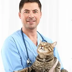 Veterinarian holding a tabby cat