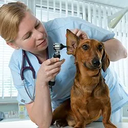 Veterinarian checking a dachshund's ear with an otoscope