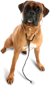 Dog wearing a stethoscope